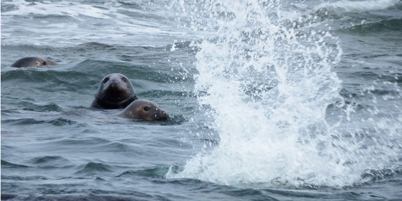 blog-seals