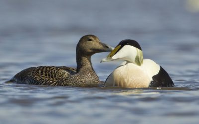 Eider duck requiem