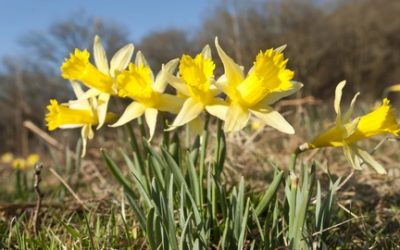Wordsworth’s daffodils