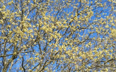 The lion lies down with the lamb